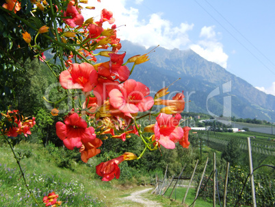 Trompetenblumen im Vinschgau