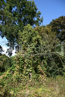 Wilder Hopfen