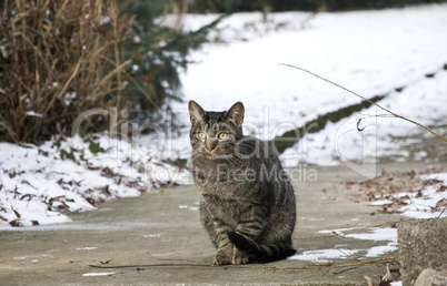 tabby cat winter