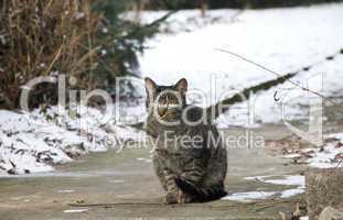 tabby cat winter