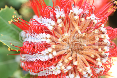 Banksia