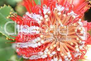 Banksia