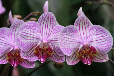 Orchidee