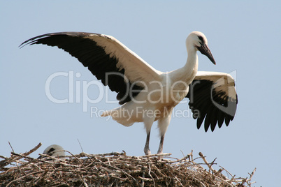 Storch