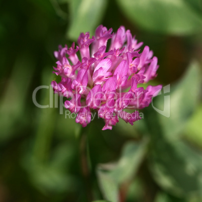 Rotklee (trifolium pratense)