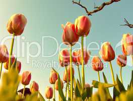 Tulip Era in the Ottoman Empire