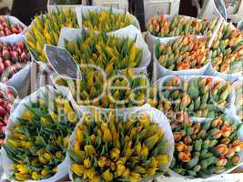 Bouquet of Tulips