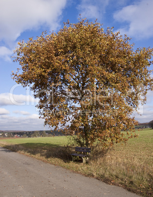 Baum und Bank Baum und Bank