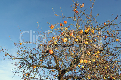 Äpfel am Baum