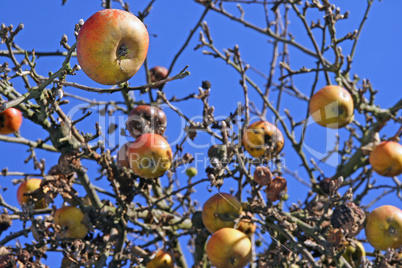 Äpfel am Baum