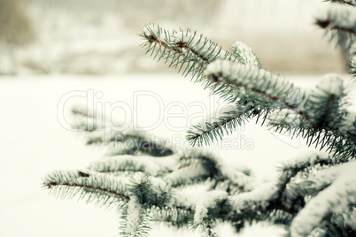Pine tree branch with snow on it