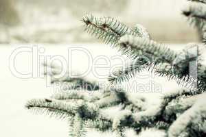 Pine tree branch with snow on it