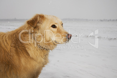 dog in a snowstorm