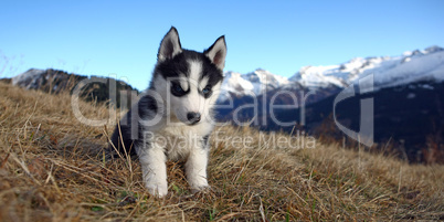 Junger Husky im Gras sitzend