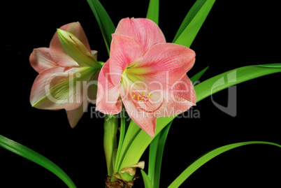 Amaryllis auf schwarz - Amaryllis on black 09