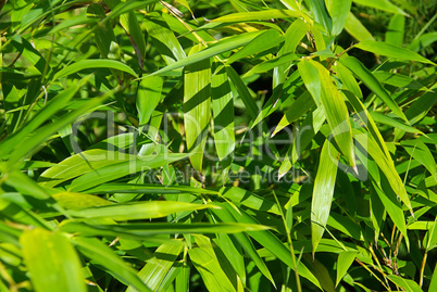Bambus - bamboo 18
