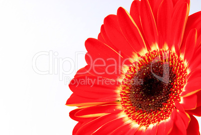 Gerbera 02