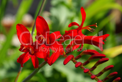 Montbretie - Crocosmia 05