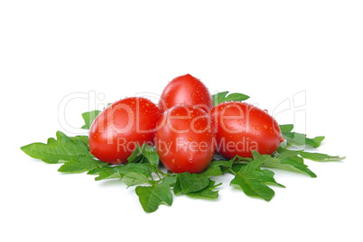 Tomate - tomato 16