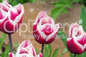 Tulpe - tulip 65