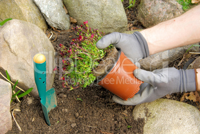 Einpflanzen Moossteinbrech - planting a saxifraga bryoides 01
