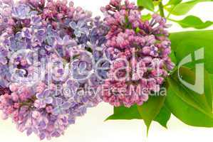 Flieder auf weiss - lilac on white 05