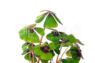 Glücksklee - four leafed clover 14