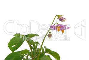 Kartoffelpflanzenblüte - potato flower 02