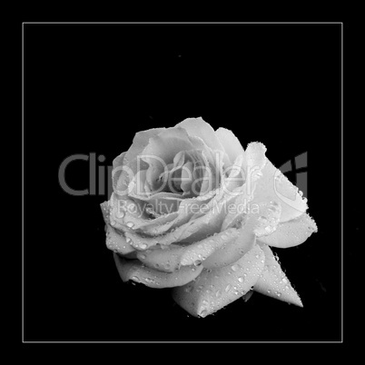 White Rose And Black View
