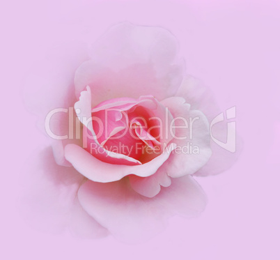 A Beautiful Pink Rose
