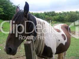 White and Brown horse