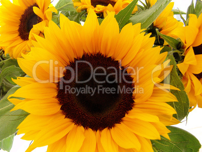 Sunflower Bouquet