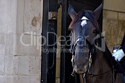 A horseguard's horse