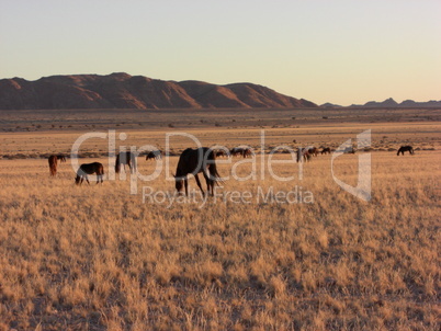 Namib desert feral horses