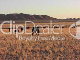 Namib desert feral horses