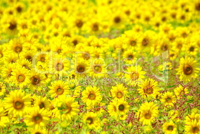 Beauty Of Sun Flowers