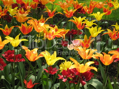 Awesome Tulips