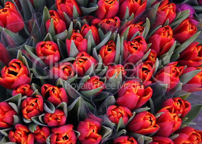 Tulips With Green Plants