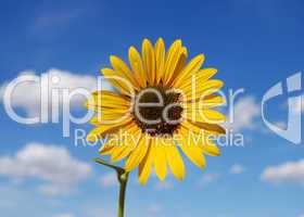 Sunflower on blue sky