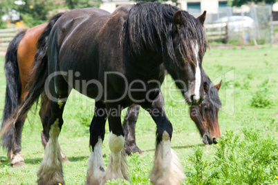 Black Beauty