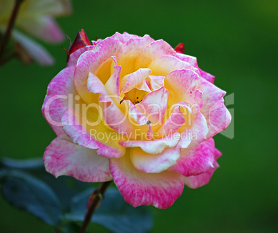 Pink Yellow Rose