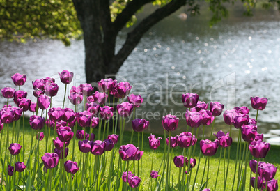 Tulips and the Pond