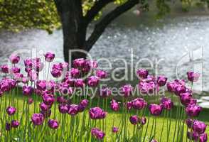 Tulips and the Pond