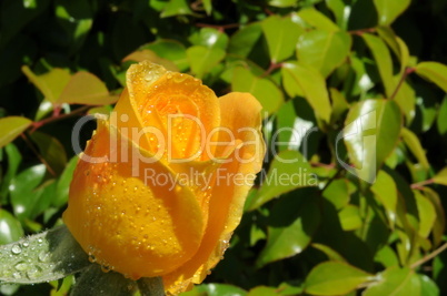 Yellow Rose Beauty