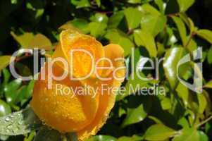 Yellow Rose Beauty