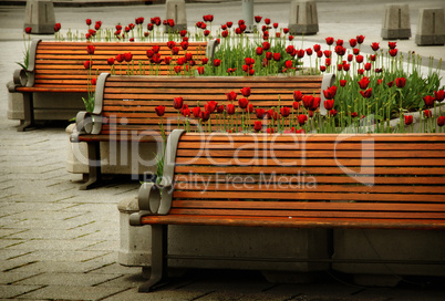 Tulips & Benches