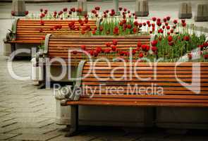 Tulips & Benches