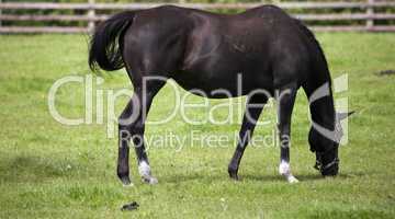 Horses At The National Stud