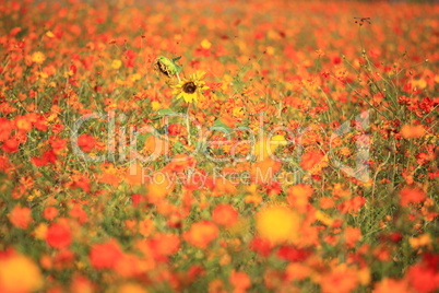 Shining Sunflower and Cosmos