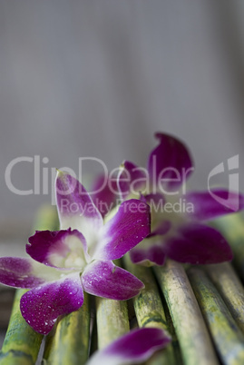 Orchideen auf Bambus